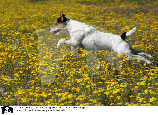 Parson Russell Terrier springt auf Blumenwiese / Parson Russell Terrier jumps in flower field / SS-08928