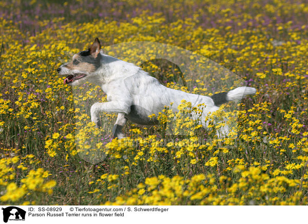 Parson Russell Terrier rennt auf Blumenwiese / Parson Russell Terrier runs in flower field / SS-08929