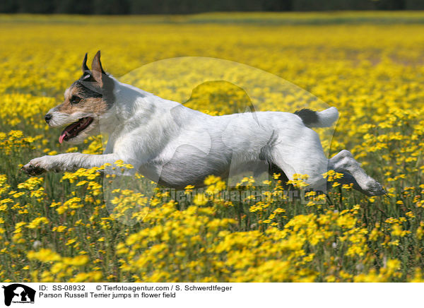 Parson Russell Terrier springt auf Blumenwiese / Parson Russell Terrier jumps in flower field / SS-08932