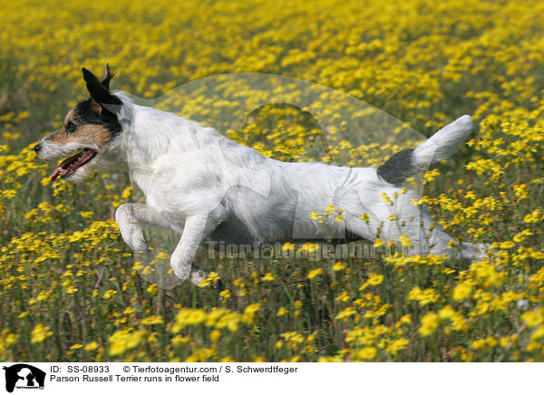 Parson Russell Terrier rennt auf Blumenwiese / Parson Russell Terrier runs in flower field / SS-08933