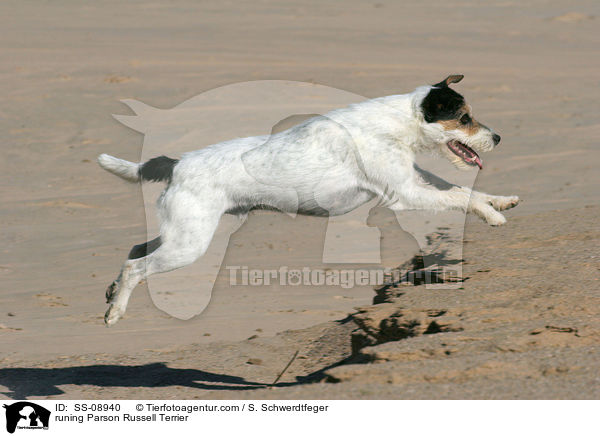 rennender Parson Russell Terrier / runing Parson Russell Terrier / SS-08940