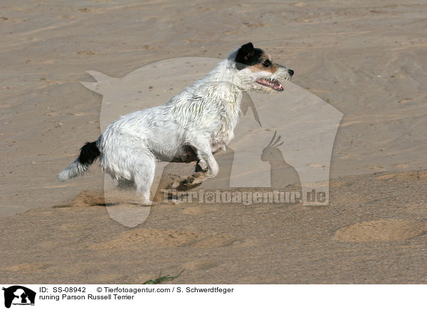 rennender Parson Russell Terrier / runing Parson Russell Terrier / SS-08942