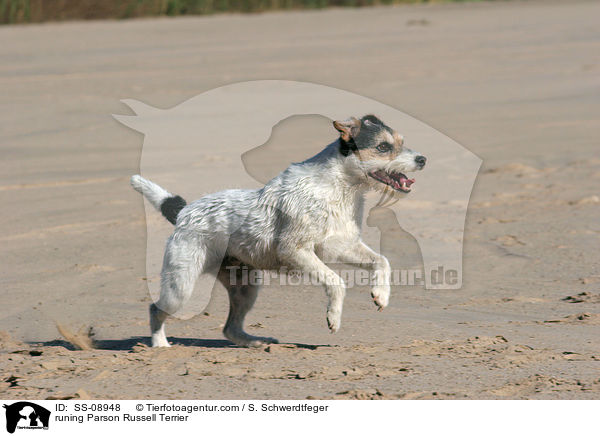 rennender Parson Russell Terrier / runing Parson Russell Terrier / SS-08948