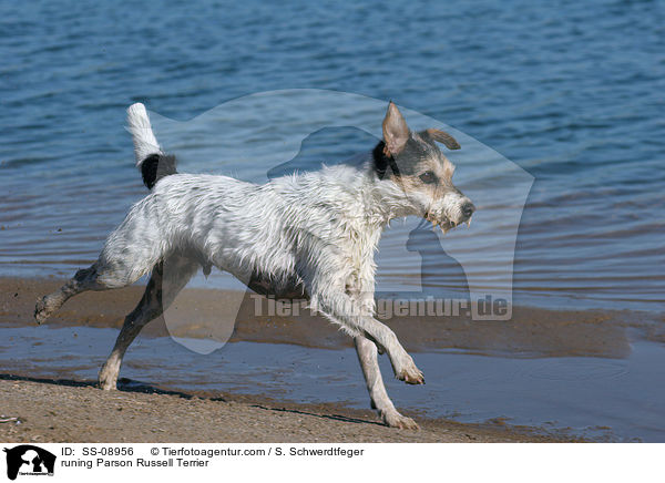 rennender Parson Russell Terrier / runing Parson Russell Terrier / SS-08956