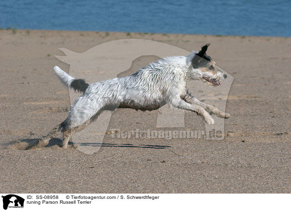 rennender Parson Russell Terrier / runing Parson Russell Terrier / SS-08958