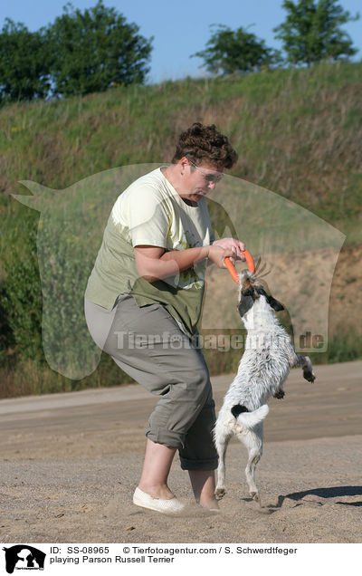 spielender Parson Russell Terrier / playing Parson Russell Terrier / SS-08965