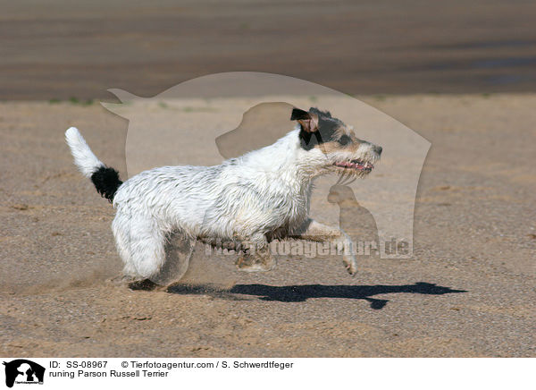 rennender Parson Russell Terrier / runing Parson Russell Terrier / SS-08967