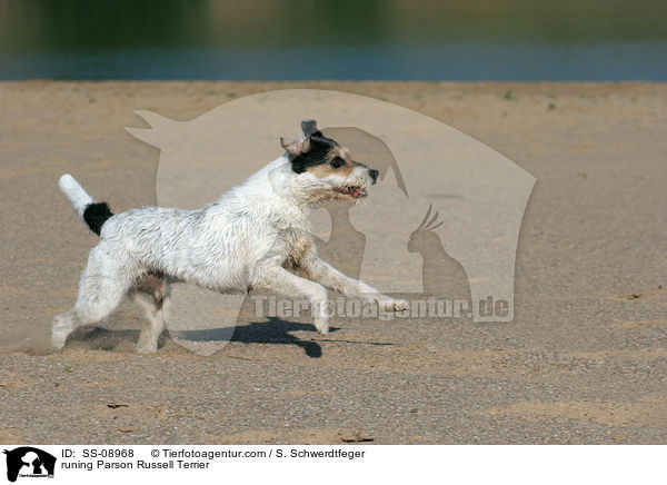 rennender Parson Russell Terrier / runing Parson Russell Terrier / SS-08968