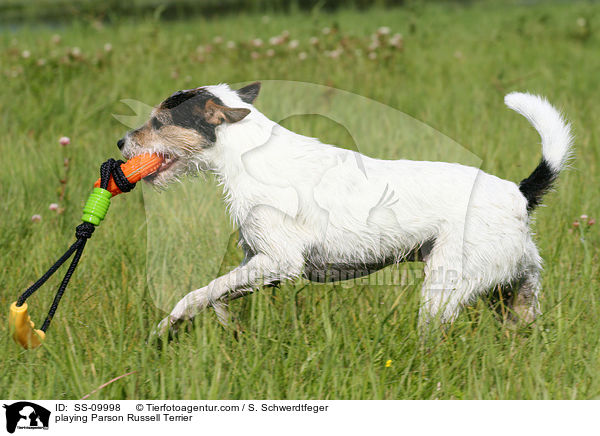 spielender Parson Russell Terrier / playing Parson Russell Terrier / SS-09998