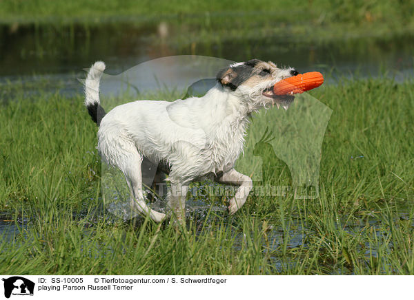 spielender Parson Russell Terrier / playing Parson Russell Terrier / SS-10005