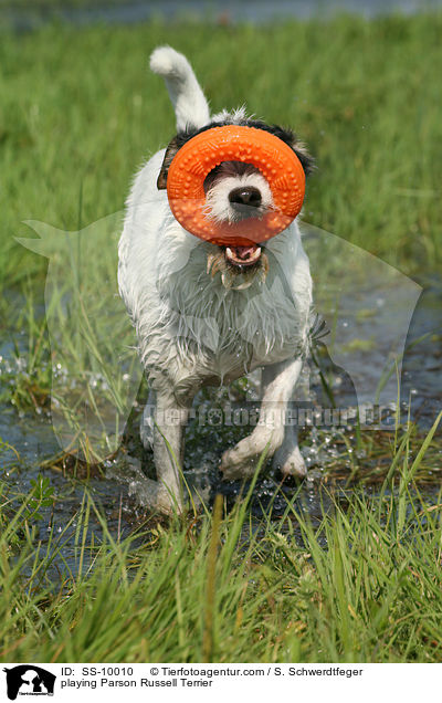 spielender Parson Russell Terrier / playing Parson Russell Terrier / SS-10010