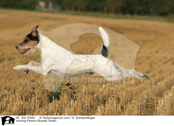 rennender Parson Russell Terrier / running Parson Russell Terrier / SS-10562