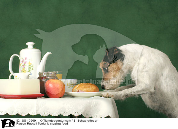 Parson Russell Terrier klaut Futter vom Tisch / Parson Russell Terrier is stealing food / SS-10569