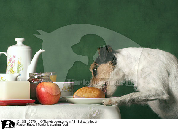 Parson Russell Terrier klaut Futter vom Tisch / Parson Russell Terrier is stealing food / SS-10570