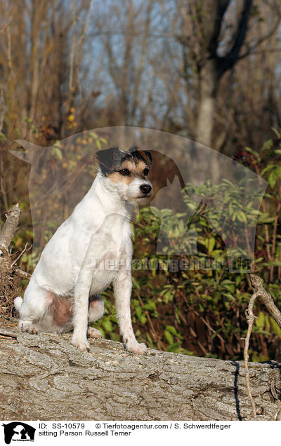 sitzender Parson Russell Terrier / sitting Parson Russell Terrier / SS-10579