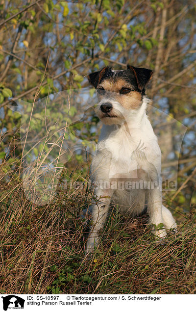 sitzender Parson Russell Terrier / sitting Parson Russell Terrier / SS-10597