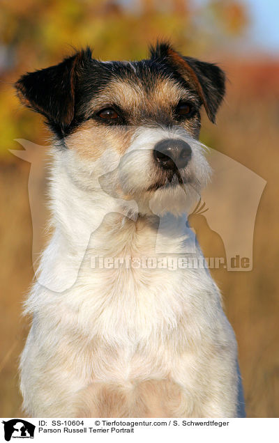 Parson Russell Terrier Portrait / Parson Russell Terrier Portrait / SS-10604