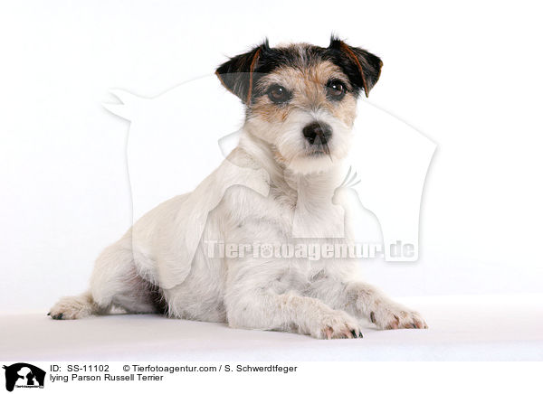 liegender Parson Russell Terrier / lying Parson Russell Terrier / SS-11102