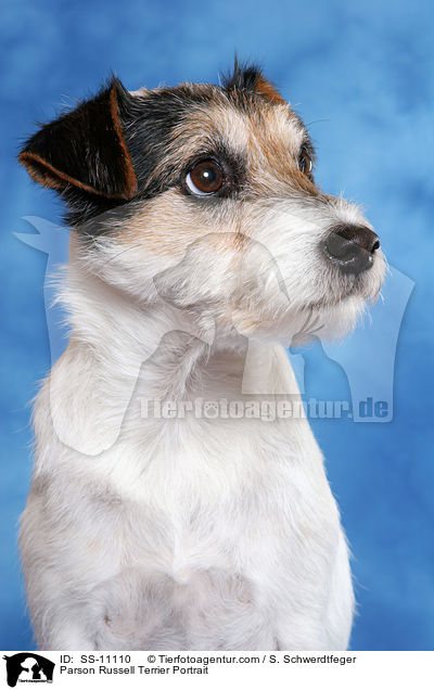 Parson Russell Terrier Portrait / Parson Russell Terrier Portrait / SS-11110