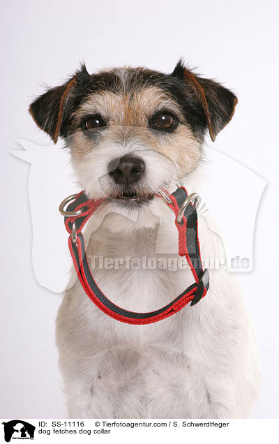 Hund apportiert Hundehalsband / dog fetches dog collar / SS-11116