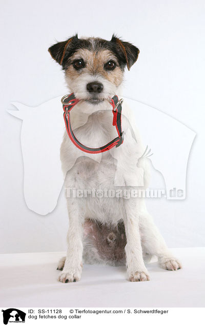 Hund apportiert Hundehalsband / dog fetches dog collar / SS-11128
