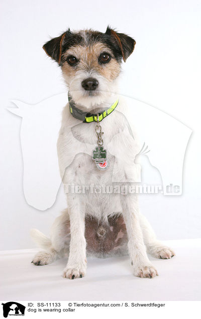 Hund trgt Halsband mit Hundemarke / dog is wearing collar / SS-11133