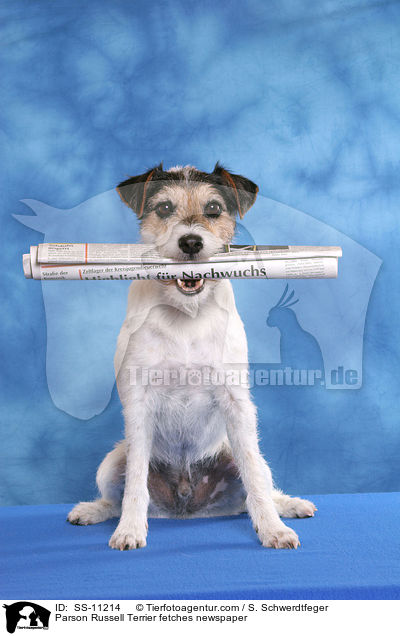 Parson Russell Terrier apportiert Zeitung / Parson Russell Terrier fetches newspaper / SS-11214