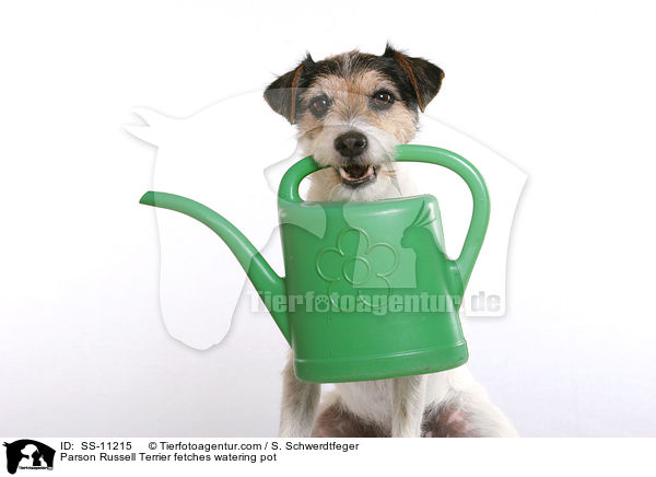 Parson Russell Terrier apportiert Giekanne / Parson Russell Terrier fetches watering pot / SS-11215