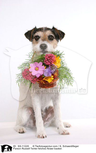 Parson Russell Terrier apportiert Blumenkorb / Parson Russell Terrier fetches flower basket / SS-11220