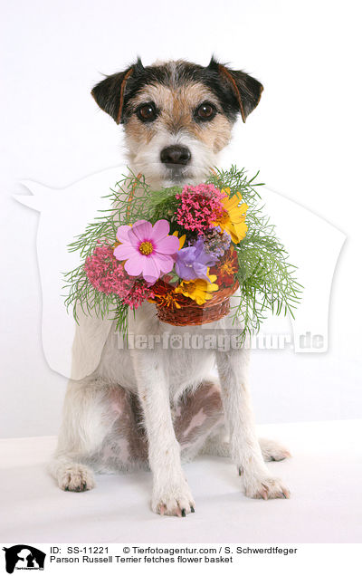 Parson Russell Terrier apportiert Blumenkorb / Parson Russell Terrier fetches flower basket / SS-11221