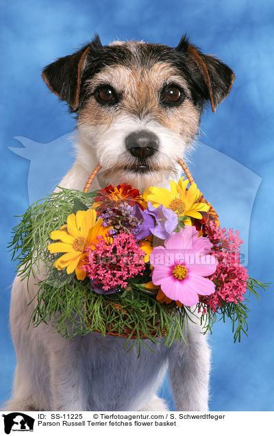 Parson Russell Terrier fetches flower basket / SS-11225