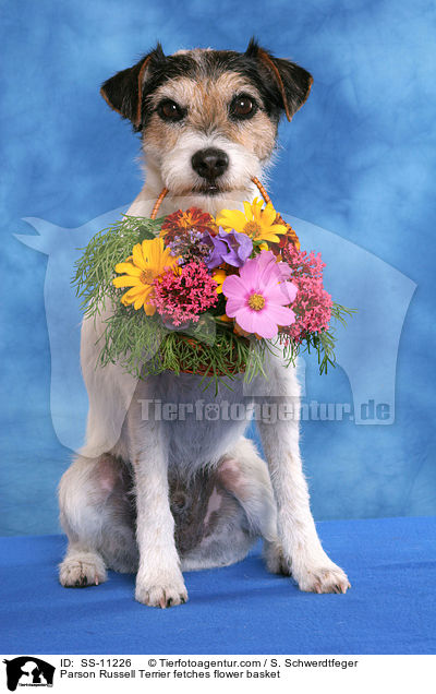 Parson Russell Terrier apportiert Blumenkorb / Parson Russell Terrier fetches flower basket / SS-11226