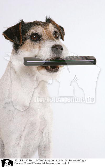 Parson Russell Terrier apportiert Fernbedienung / Parson Russell Terrier fetches remote control / SS-11229