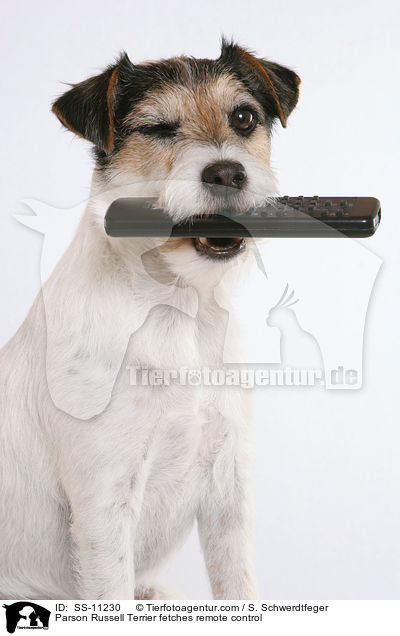 Parson Russell Terrier apportiert Fernbedienung / Parson Russell Terrier fetches remote control / SS-11230