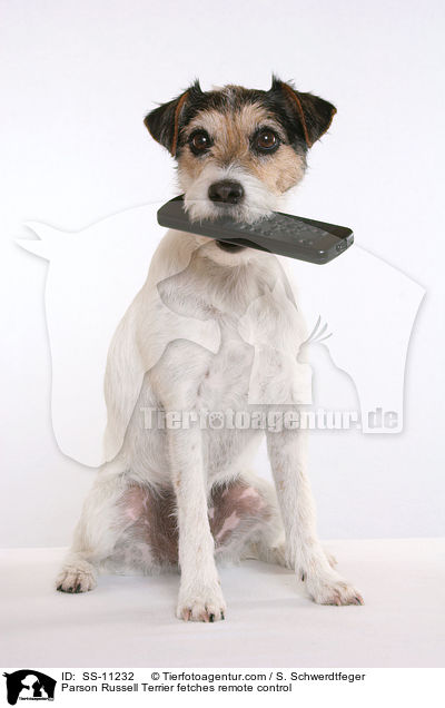 Parson Russell Terrier apportiert Fernbedienung / Parson Russell Terrier fetches remote control / SS-11232