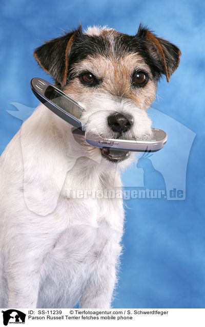Parson Russell Terrier apportiert Handy / Parson Russell Terrier fetches mobile phone / SS-11239