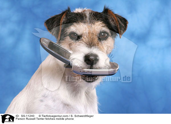 Parson Russell Terrier fetches mobile phone / SS-11240