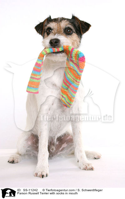 Parson Russell Terrier apportiert Socken / Parson Russell Terrier with socks in mouth / SS-11242