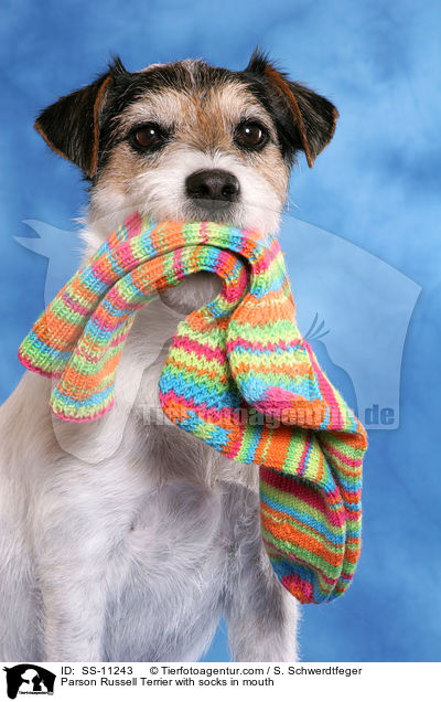 Parson Russell Terrier apportiert Socken / Parson Russell Terrier with socks in mouth / SS-11243