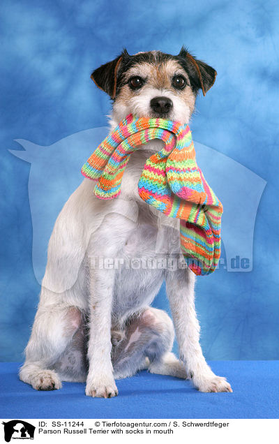 Parson Russell Terrier with socks in mouth / SS-11244