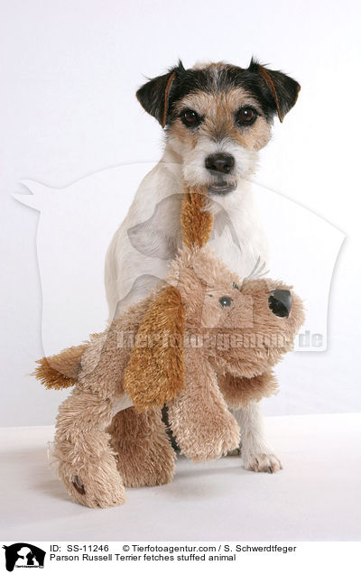 Parson Russell Terrier fetches stuffed animal / SS-11246