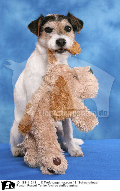 Parson Russell Terrier apportiert Kuscheltier / Parson Russell Terrier fetches stuffed animal / SS-11248