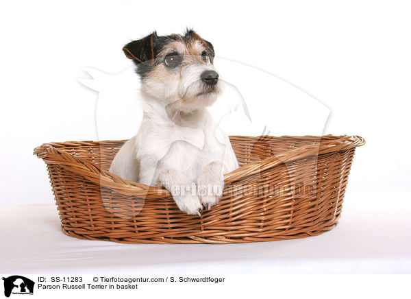 Parson Russell im Krbchen / Parson Russell Terrier in basket / SS-11283