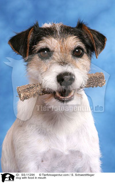 Hund mit Leckerli / dog with food in mouth / SS-11294