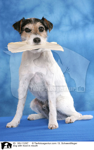 dog with food in mouth / SS-11297