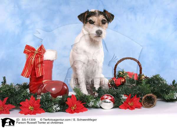Parson Russell Terrier zu Weihnachten / Parson Russell Terrier at christmas / SS-11309