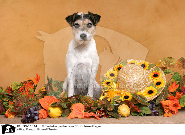 sitzender Parson Russell Terrier / sitting Parson Russell Terrier / SS-11314