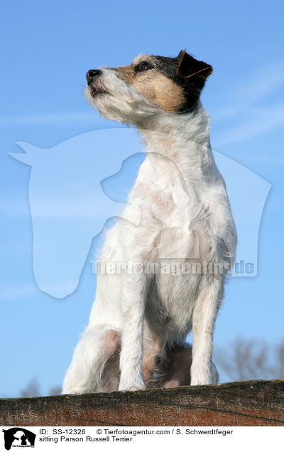 sitzender Parson Russell Terrier / sitting Parson Russell Terrier / SS-12326