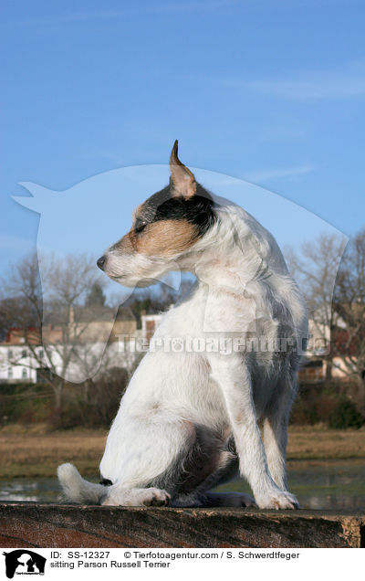 sitzender Parson Russell Terrier / sitting Parson Russell Terrier / SS-12327