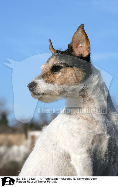Parson Russell Terrier Portrait / Parson Russell Terrier Portrait / SS-12329